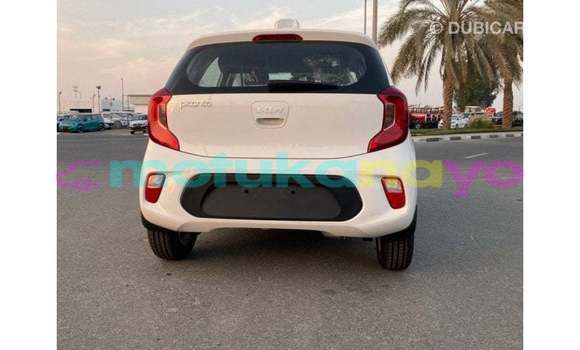 Buy Import Kia Picanto White Car in Import - Dubai in Bandundu Buy Import Kia Picanto White Car in Import - Dubai in Bandundu